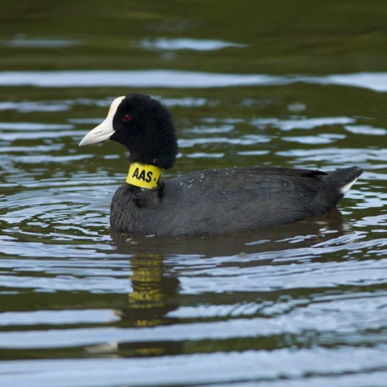 Some coots in the wetland were tagged for a UH study. We were surprised to learn that some of our birds flew to Kauai and Molokai.