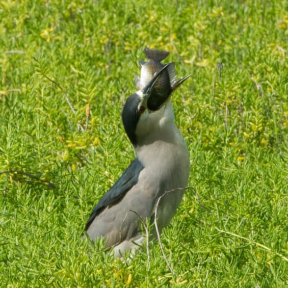 This adult heron took nearly 20 minutes to swallow a rather large tilapia.