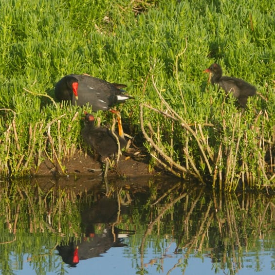 gallinule with chicks