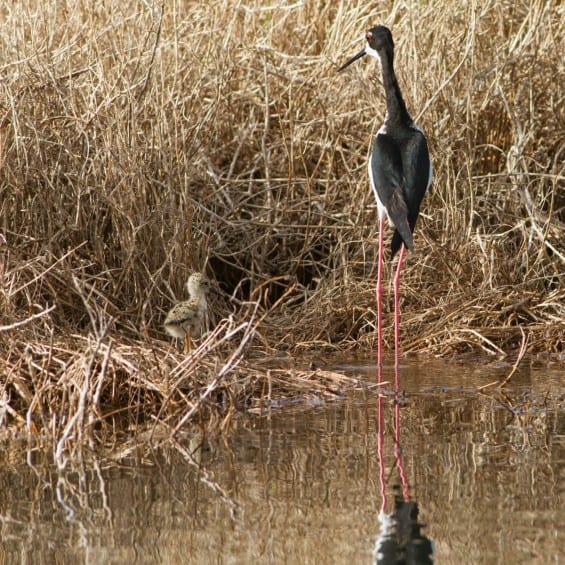 A female stilt watches over her young chick.