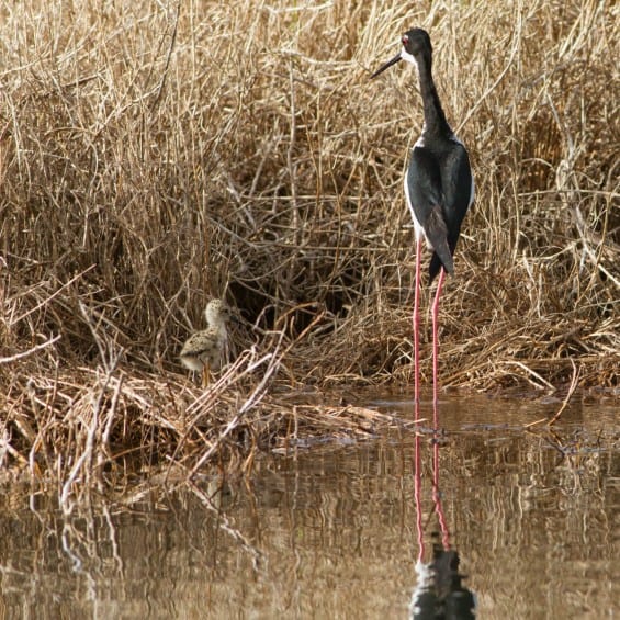 Ae O Hawaiian Stilt Kaelepulu Wetland