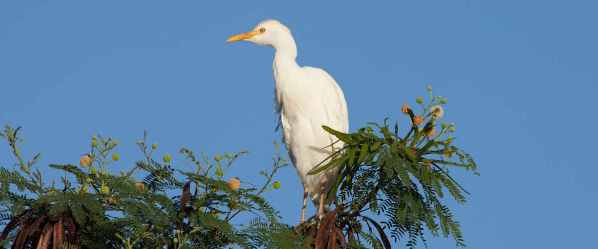 20160102-Cattle_Egret_9262