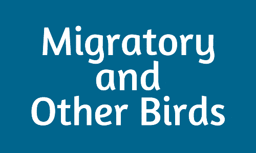 migratorybirds