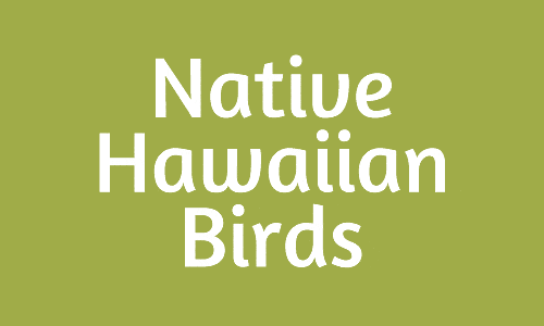 nativebirds