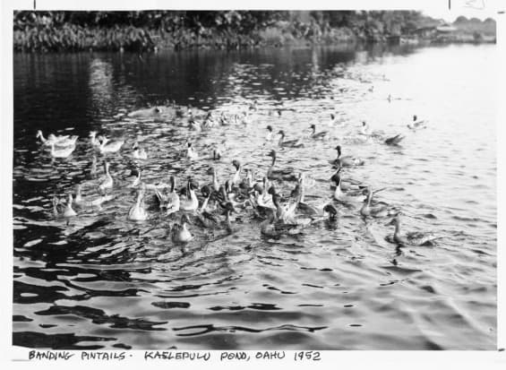 20090918-BandingPintails