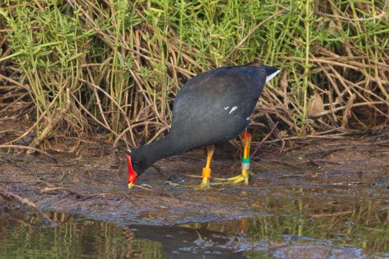 Banded Gallinule