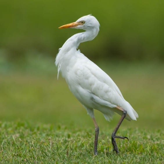 Cattle Egret - Kaelepulu Wetland