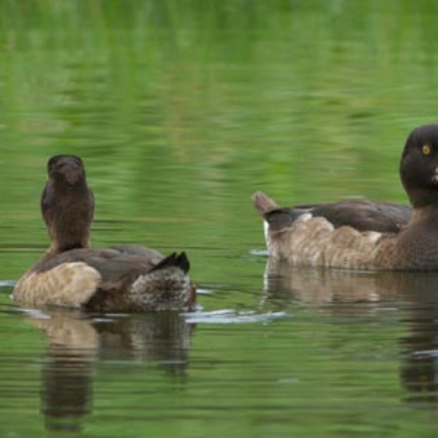 Tufted Ducks