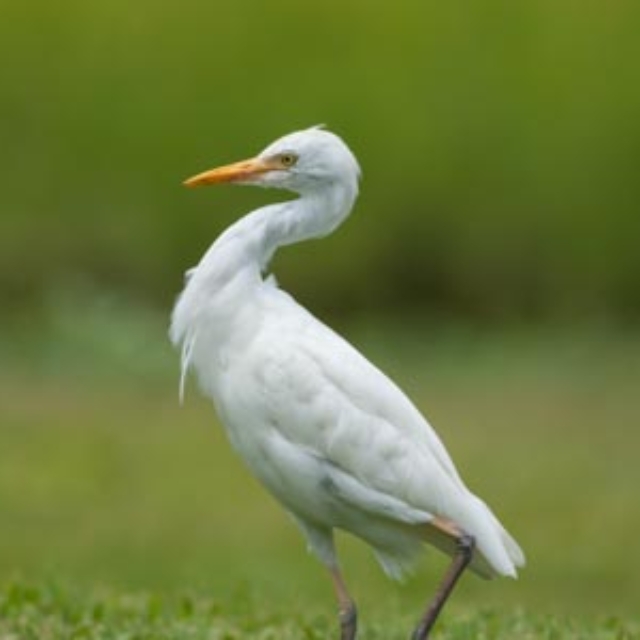 Cattle Egret