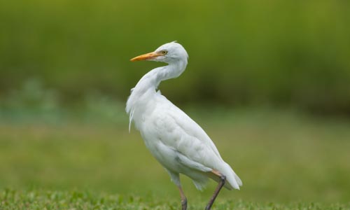 Cattle Egret