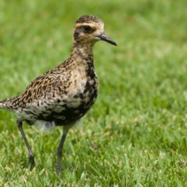 Pacific Golden Plover