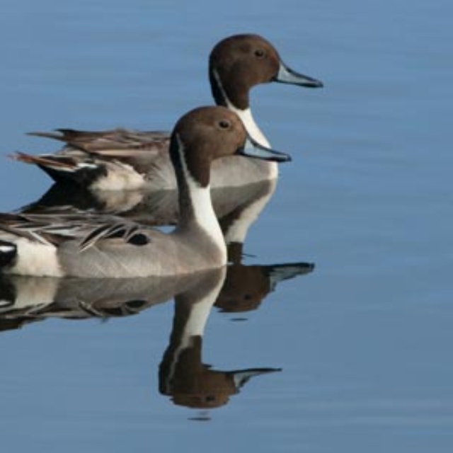 Northern Pintail Duck