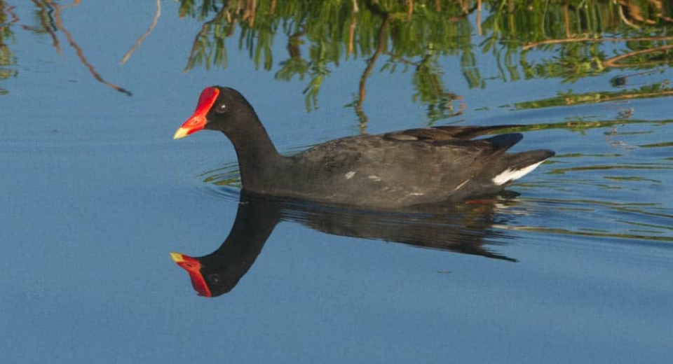 Hawaiian Gallinule (Moorhen)