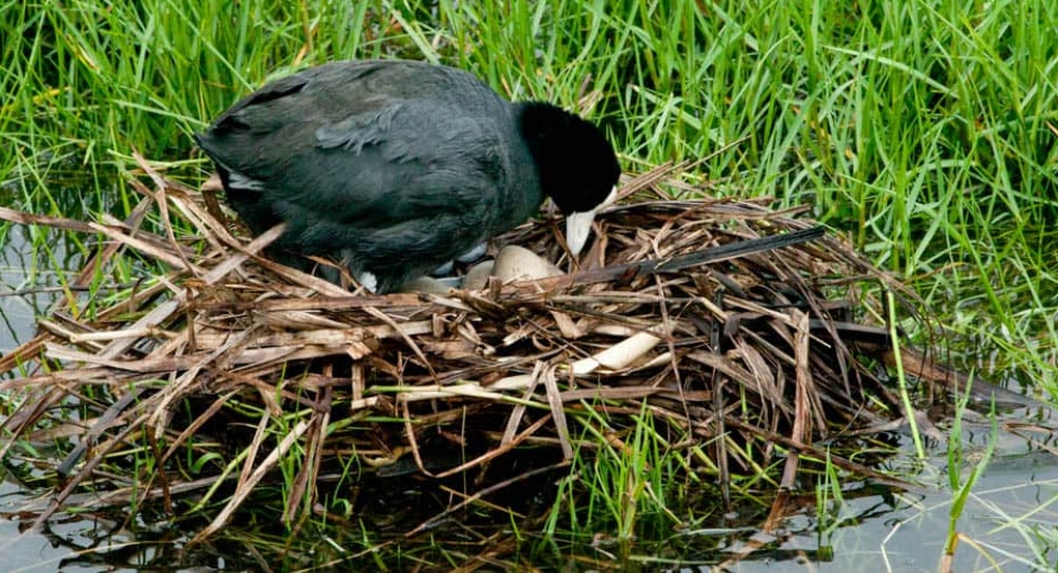 Hawaiian Coot