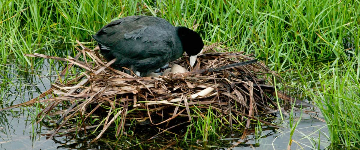 Hawaiian Coot