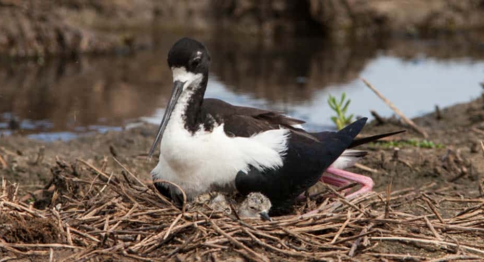 Hawaiian Stilt