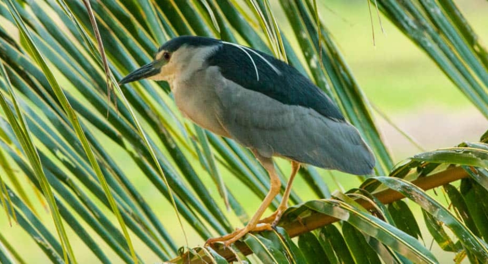 Black Crowned Night Heron