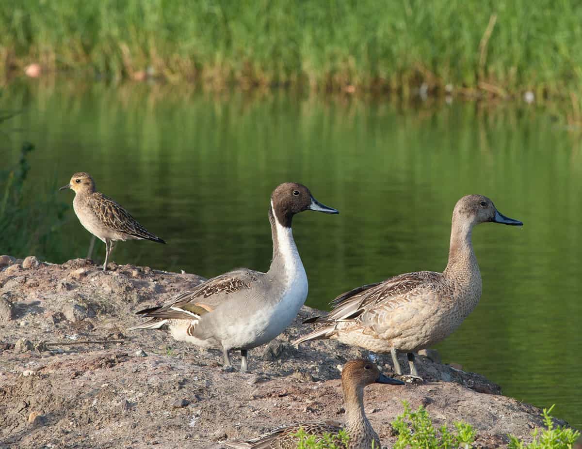 Pintail_9075