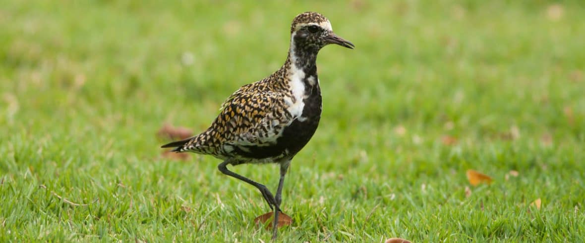 Pacific Golden-Plover