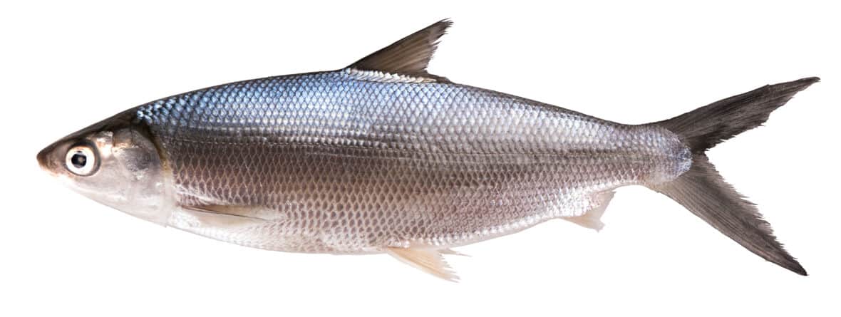 Fish found in the Kaelepulu Estuary - Kaelepulu Wetland