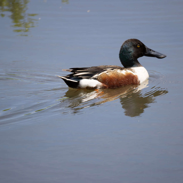 Male Northern Shoveler Duck