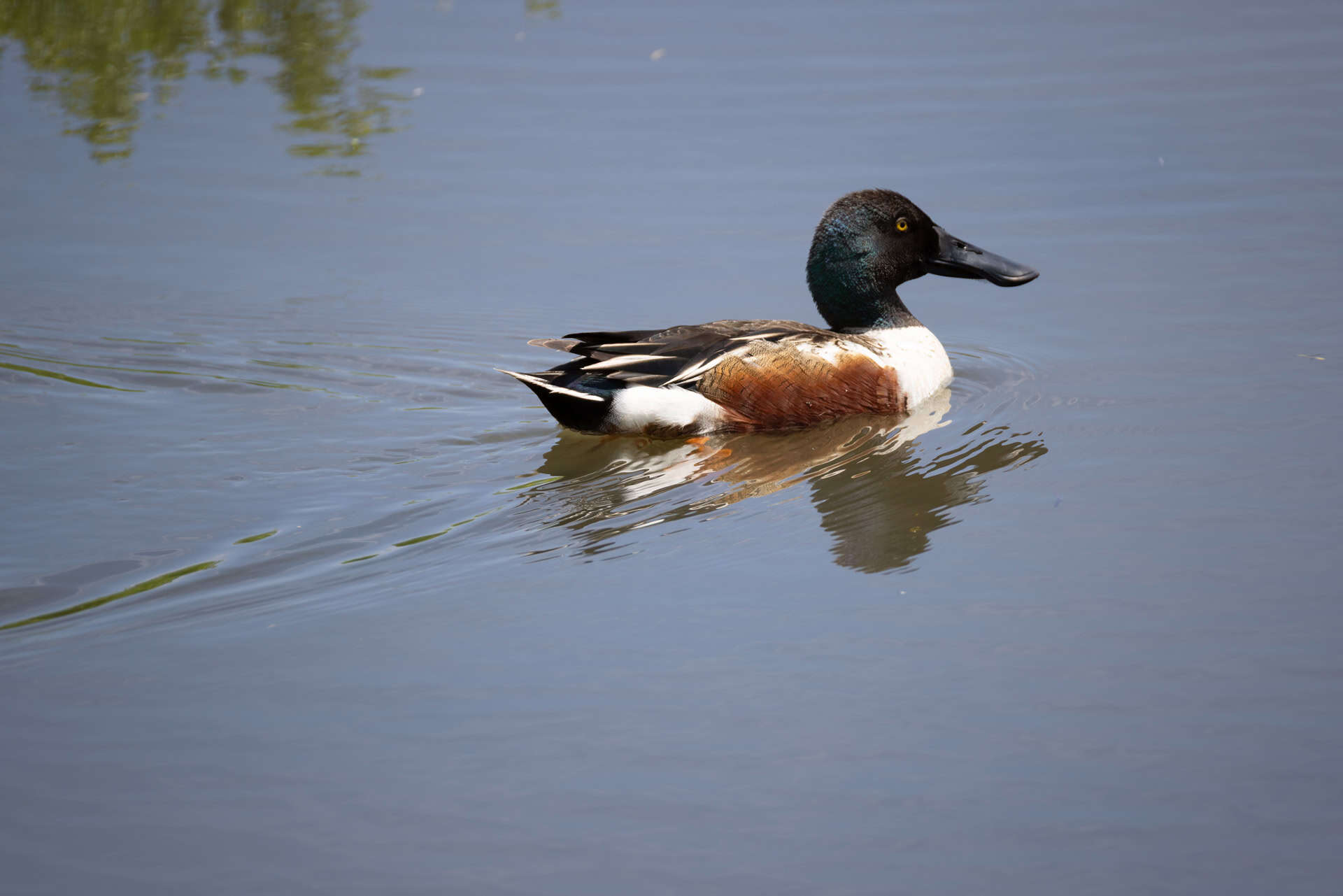 Male Northern Shoveler Duck