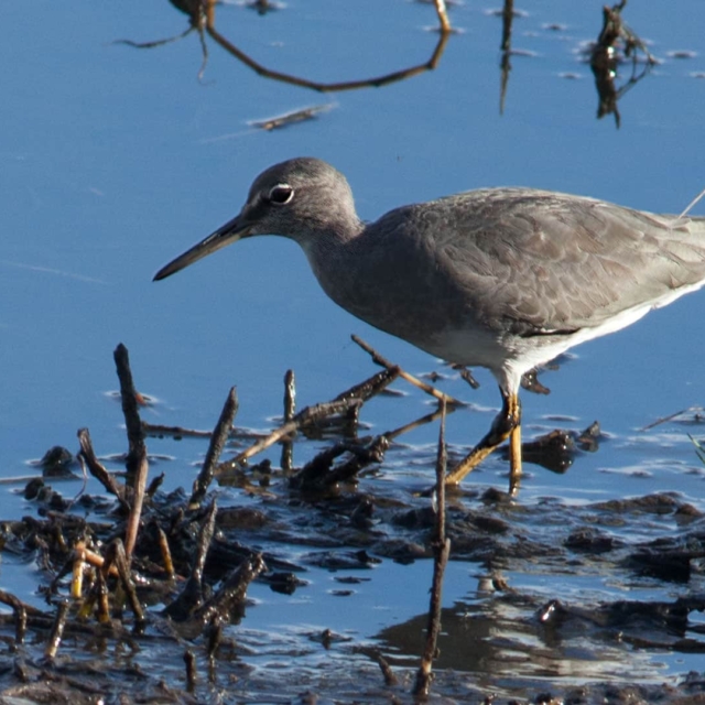 Wandering Tattler