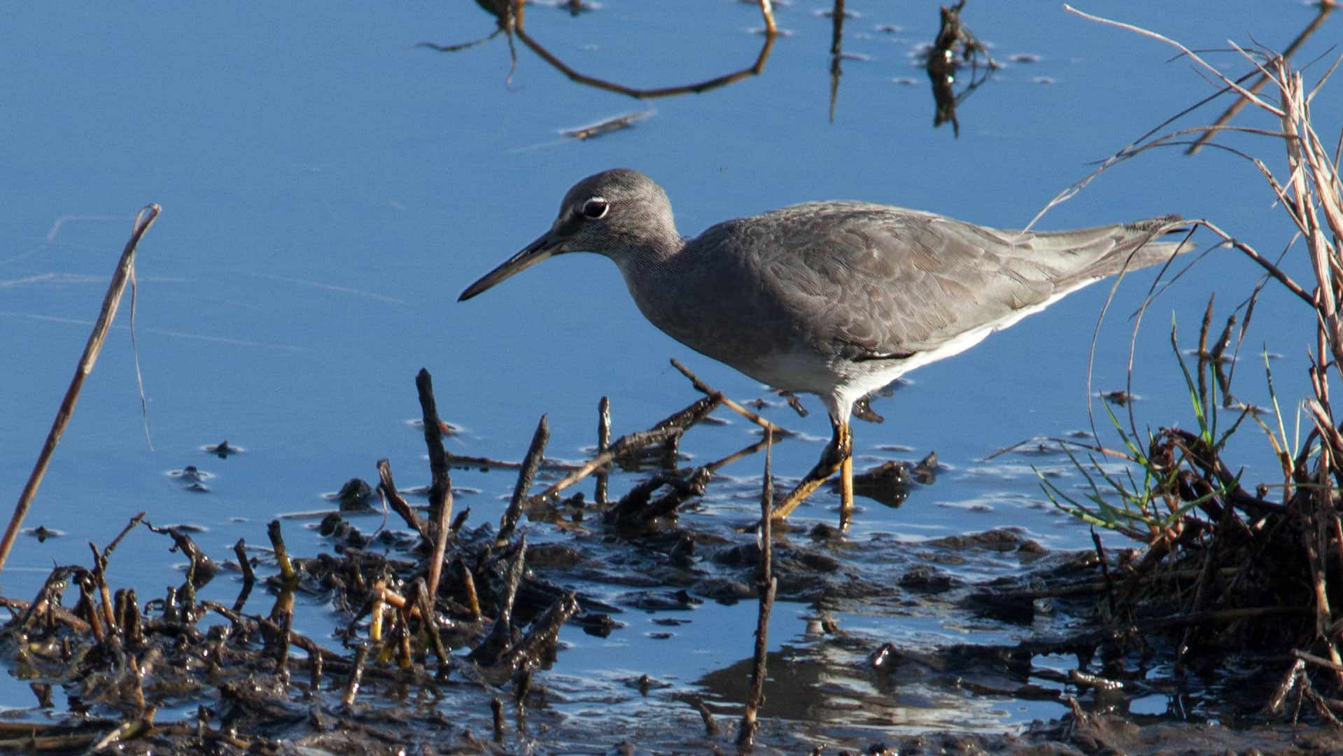 wandering_tattler_7452